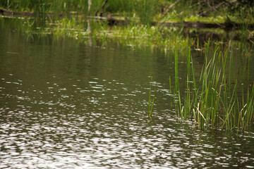 reeds in the lake