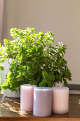 Close-up of green leafy plant in white pot with three pastel candles on wooden desk. Bright natural light highlights cozy home decor and relaxing minimal lifestyle atmosphere.