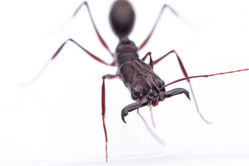 Odontomachus chelifer - typical trap-jaw ant