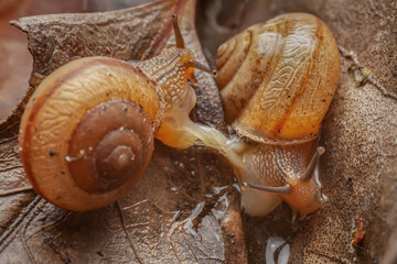 Copulation of the invasive Bradybaena similaris &mdash; Rare Mating Behavior of Asian Trampsnail