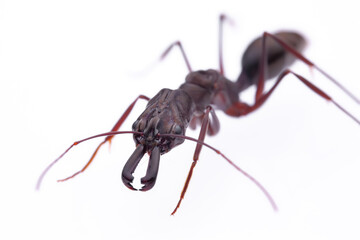Odontomachus chelifer - typical trap-jaw ant