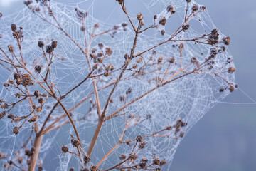  Spider web with dew drops