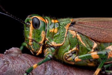 Adult Soldier Grasshopper (Chromacris speciosa)
