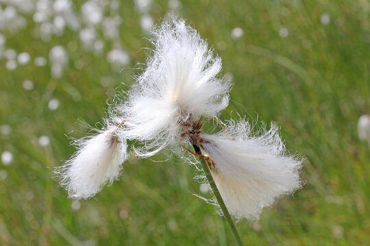 bianchi pennacchi (Eriophorum angustifolium)