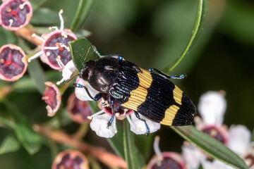 Closeup of Black and Yellow Beetle Resting on Petals