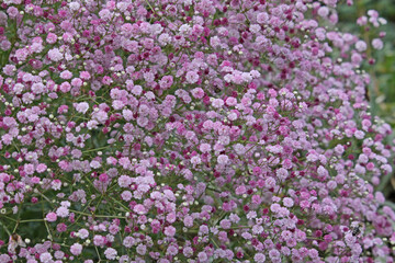 Fototapeta premium delicato sfondo di fiorellini rosa