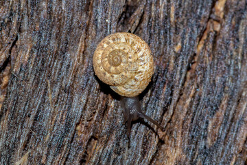 Small Land Snail on Textured Tree Bark