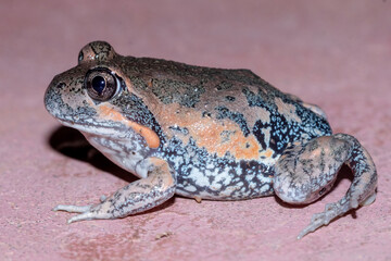 Pobblebonk Frog with Distinctive Mottled Skin