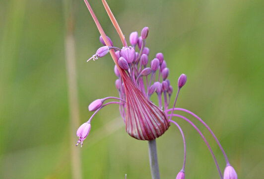 fiorellini di aglio selvatico (Allium carinatum)