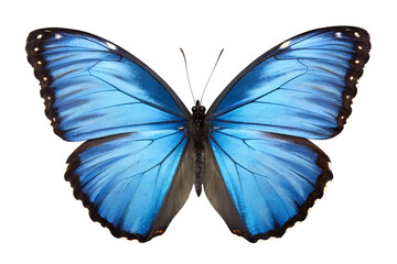 Obraz premium Stunning Blue Morpho Butterfly Vibrant Wings on White Background