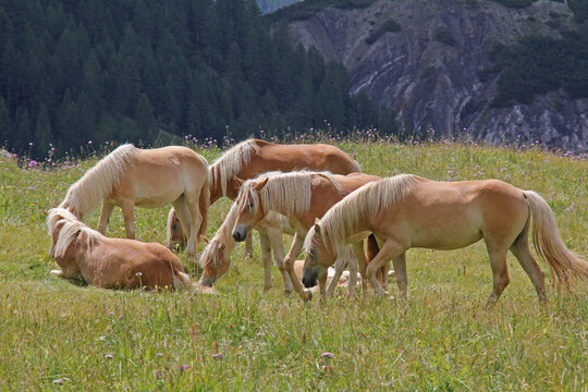 cavalli avelignesi (haflinger) al pascolo brado