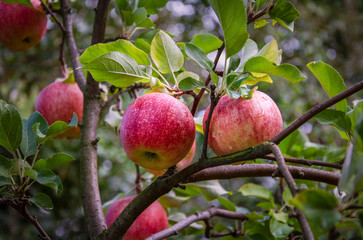 Apples on a branch growing in the garden.