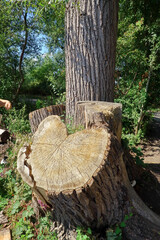 A woodland scene with a cut trunk and tree bark