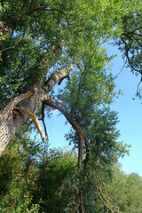 Twisted branches of a pine tree