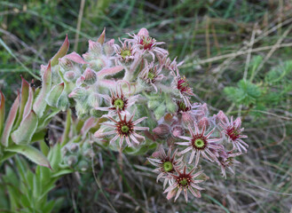 sommità fiorita di semprevivo dei tetti (Sempervivum tectorum)