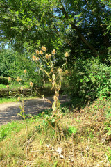 Wild teasels in a woodland scene