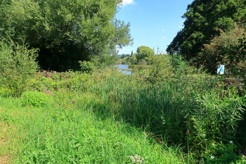 Grasses, flowers and trees around the lake at Leybourne