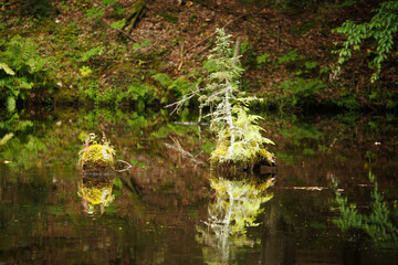 Fototapeta premium A pair of stumps in the river