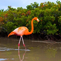 Fototapeta premium Pink flamingo wading in shallow water
