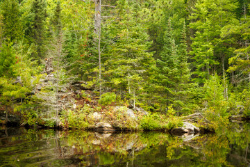 small river in the forest