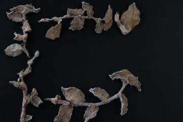 marco hecho con ramas secas cafés con fondo negro en toma cenital