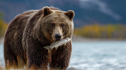 Obraz premium Grizzly bear with salmon