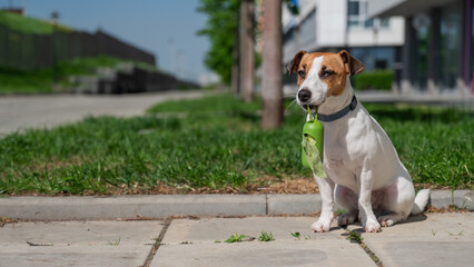 Adorable Dog with Waste Bag Ready for a Walk. 