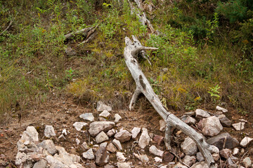 A rotted log on the hillside