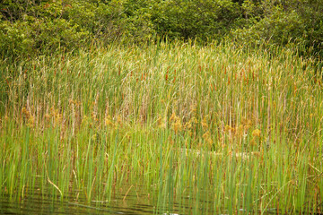 grass in the water