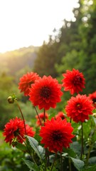 Vibrant Red Dahlias Garden Setting