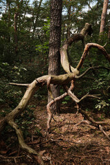 DZIKA PRZYRODA W LESIE 