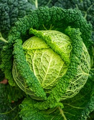 Close-up of vibrant green savoy cabbage