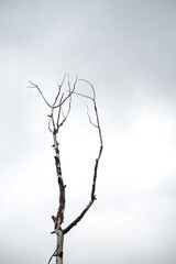 Bare Tree Silhouette Reaching Into Cloudy Sky