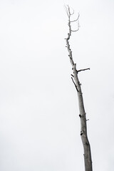 Tall Isolated Dead Tree Against Overcast Sky