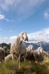 Naklejka premium Authentic scene of mountain herding, with sheep on a grassy hill and a backdrop of rocky peaks. Evokes serenity. A group of sheep grazing on a mountain top.