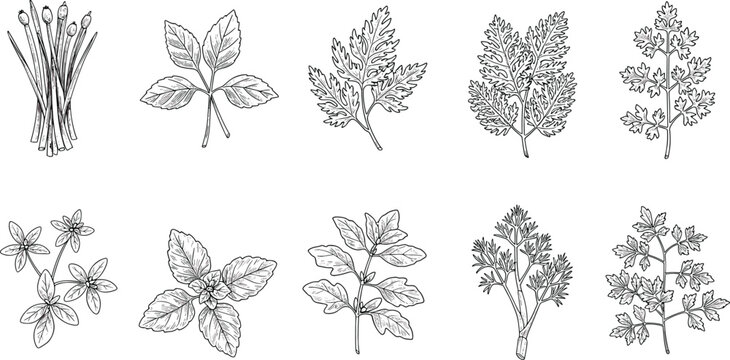 Set of eight hand-drawn herb illustrations in black and white, culinary botanical sketches for kitchen decor, vintage nature drawing pack