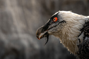 Bearded Vulture