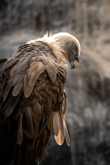 Vulture