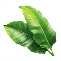 Fototapeta premium Stunning Tropical Leaves Illustration , white background cut out PNG