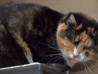 A close-up of a calico cat with a distinctive tortoiseshell coat. 