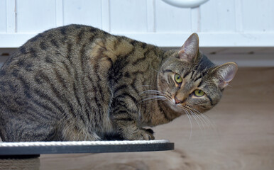 a tabby cat with a distinct tiger coloring. The animal is sitting on the surface, slightly tilting its head and looking attentively at the camera.  