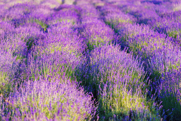 Wide view of blooming lavender field under strong summer light. Rows of vibrant purple flowers create stunning natural texture, representing fragrance. Landscape, natural background, herbal wallpaper