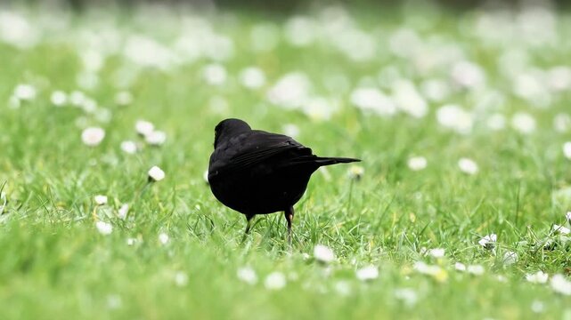 Merle noir (Turdus merula) observ&eacute; aux Jardins du Trocad&eacute;ro &agrave; Paris, d&eacute;tail du profil avec bec jaune