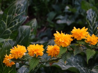 Orange flowers in line