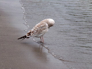 Seagull on lake's beach
