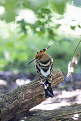 Hoopoe (Upupa epops) widespread across Europe Asia and Africa in open woodlands grasslands and gardens