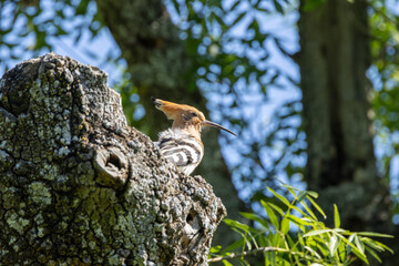 Obraz premium Hoopoe (Upupa epops) widespread across Europe Asia and Africa in open woodlands grasslands and gardens