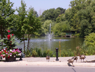 Gees flock crossing the street
