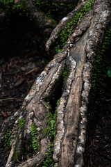 生命力あふれる木の根