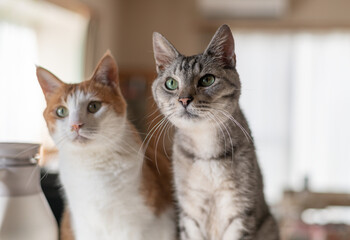 並んで見つめる可愛い二匹の猫
